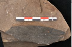 Foto (Detailansicht) von Plantae indet.  (NHMW-GEO-2024-0188-11533)